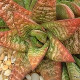 GASTERIA (Xanthorrhoeaceae